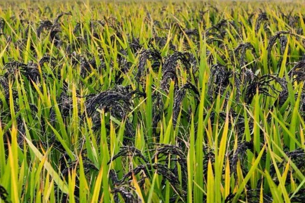 黑米的产地,主产地有陕西、贵州等地