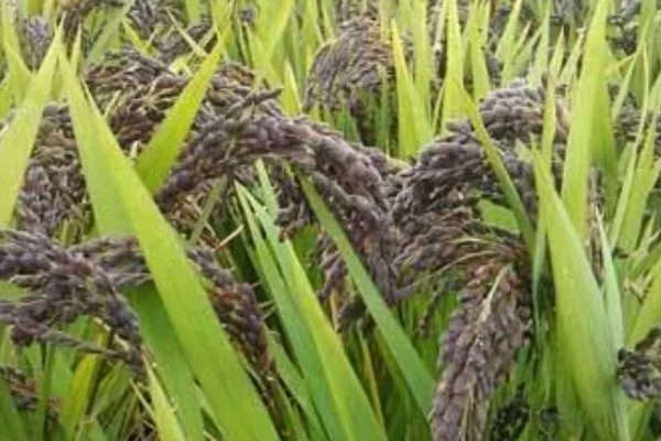 黑米的产地,主产地有陕西、贵州等地