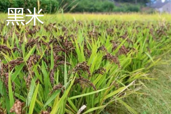 黑米的产地,主产地有陕西、贵州等地