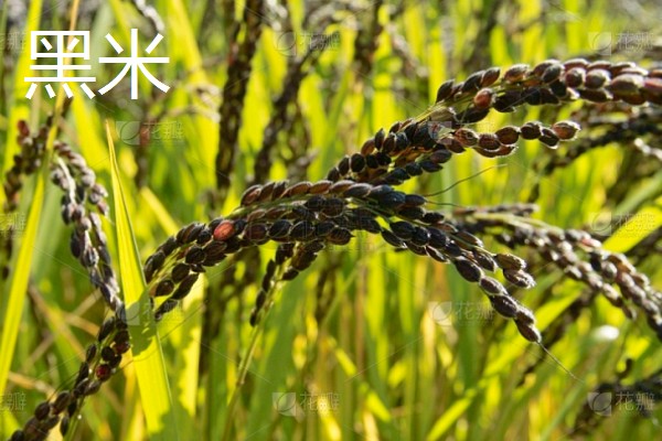 黑米的产地,主产地有陕西、贵州等地