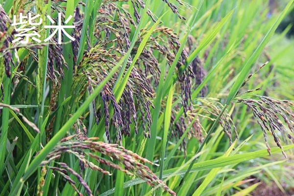 黑米的产地,主产地有陕西、贵州等地