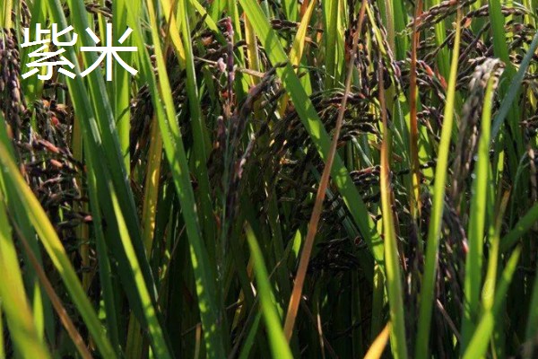 黑米的产地,主产地有陕西、贵州等地