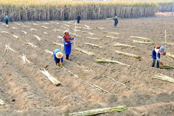 甘蔗有什么习性,喜温喜光要求年积温达到5500-8500℃