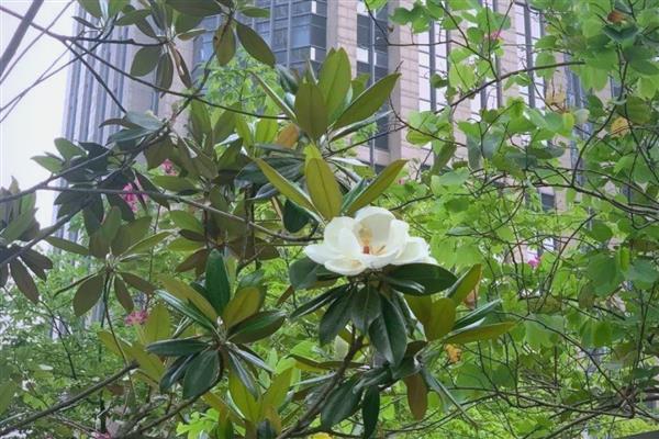 玉兰树是否适合种在院内，在院内种植可供观赏还能吸收有害气体
