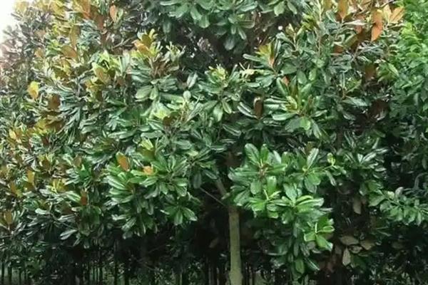 玉兰树是否适合种在院内，在院内种植可供观赏还能吸收有害气体