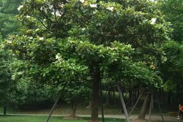 玉兰树是否适合种在院内，在院内种植可供观赏还能吸收有害气体