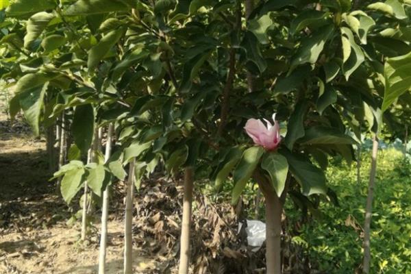 玉兰树是否适合种在院内，在院内种植可供观赏还能吸收有害气体