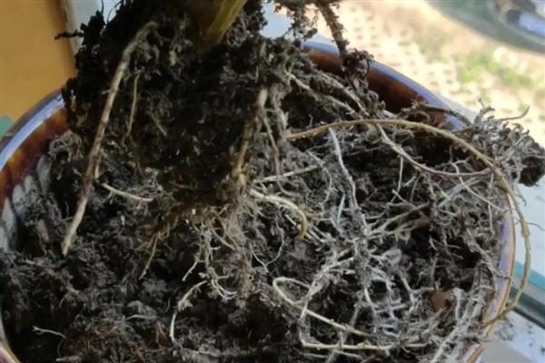 碧光环烂根怎么解决，需及时修剪烂根