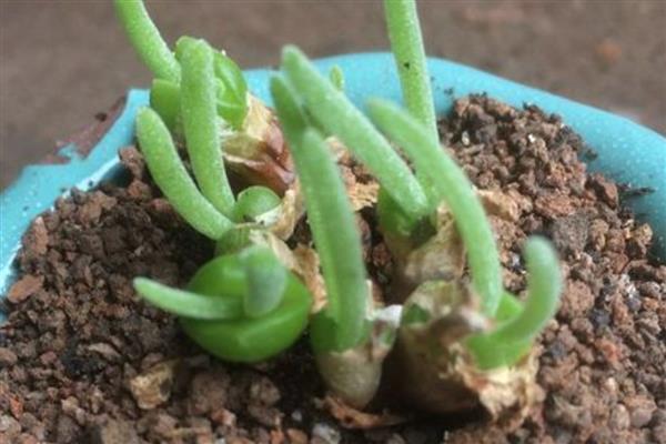 碧光环烂根怎么解决，需及时修剪烂根