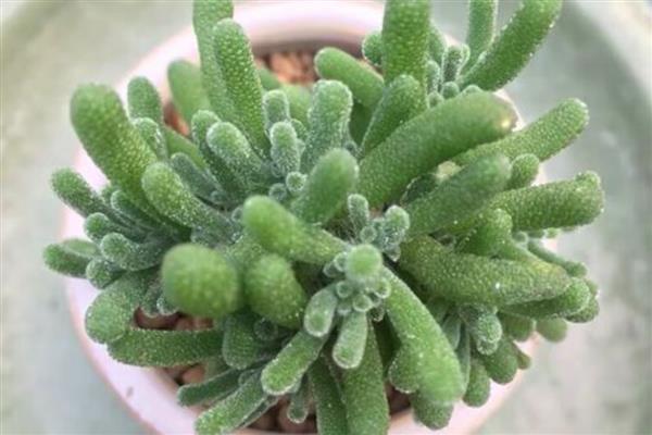 碧光环烂根怎么解决，需及时修剪烂根