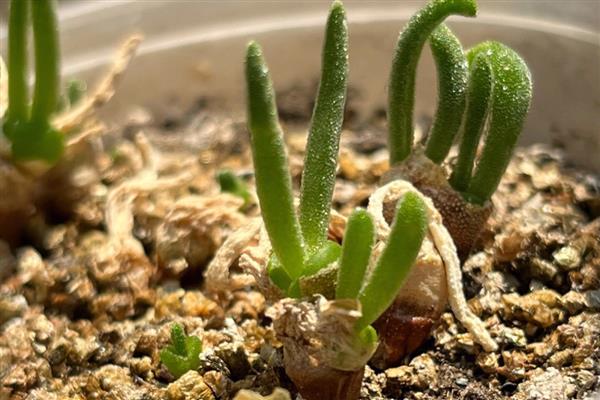 碧光环烂根怎么解决，需及时修剪烂根