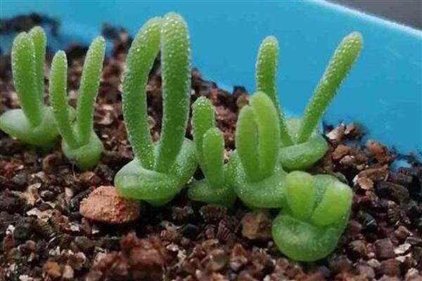 碧光环烂根怎么解决，需及时修剪烂根