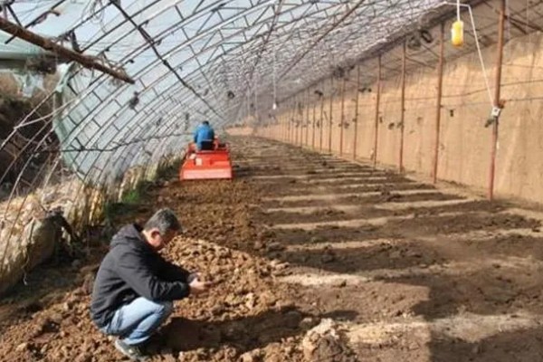 温室蔬菜敞穴肥料如何施用，肥料以复合肥为主