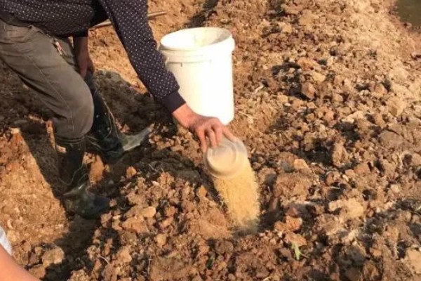 温室蔬菜敞穴肥料如何施用，肥料以复合肥为主