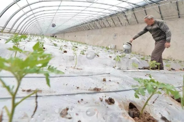 温室蔬菜敞穴肥料如何施用，肥料以复合肥为主