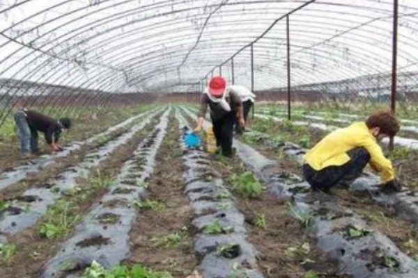 温室蔬菜敞穴肥料如何施用，肥料以复合肥为主