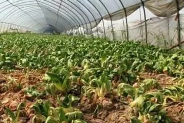 温室蔬菜敞穴肥料如何施用，肥料以复合肥为主