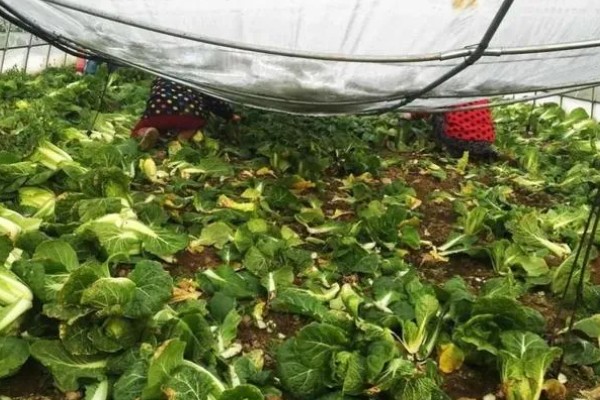 温室蔬菜敞穴肥料如何施用，肥料以复合肥为主