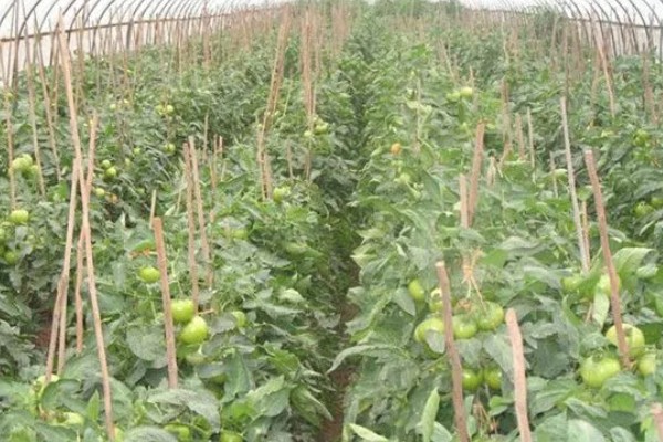 温室蔬菜敞穴肥料如何施用，肥料以复合肥为主