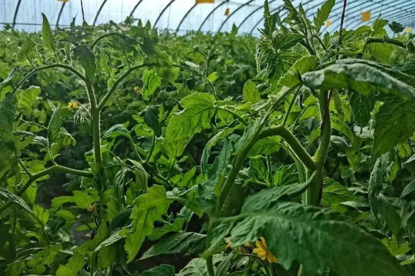 温室蔬菜敞穴肥料如何施用，肥料以复合肥为主