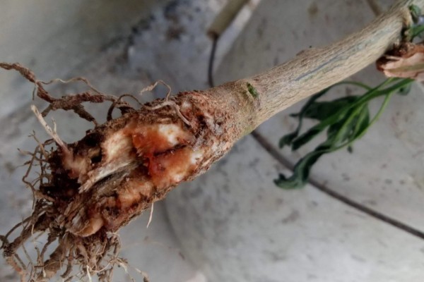 温室蔬菜敞穴肥料如何施用，肥料以复合肥为主