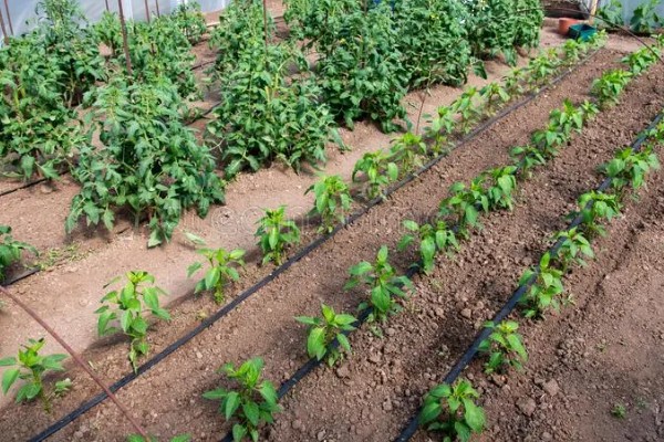 温室蔬菜敞穴肥料如何施用，肥料以复合肥为主
