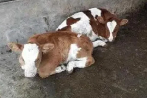 牛犊拉稀的原因，可能是染上了疾病