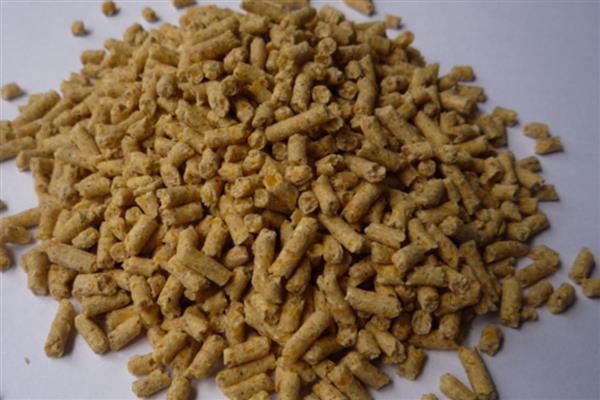大鳄龟喂什么，可喂食动物性饲料、植物性饲料等
