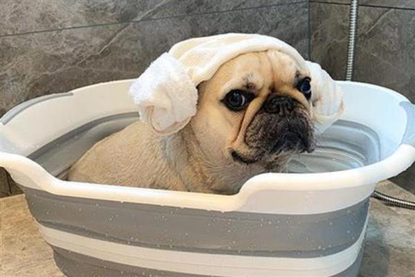 怎样让狗狗爱上洗澡，首先要保证水压不要太大
