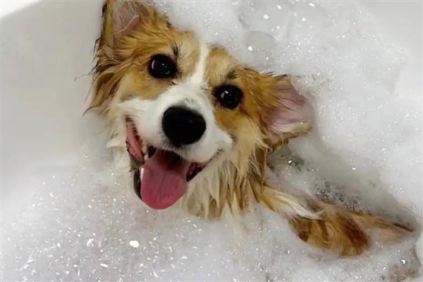 怎样让狗狗爱上洗澡，首先要保证水压不要太大