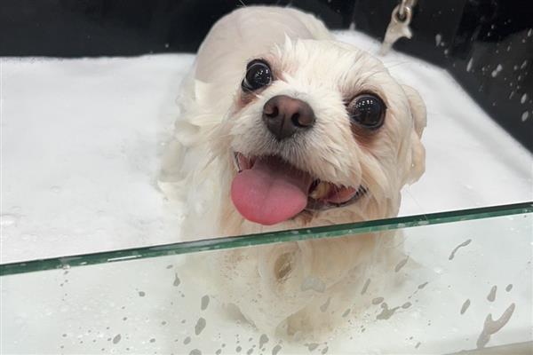 怎样让狗狗爱上洗澡，首先要保证水压不要太大