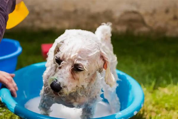 怎样让狗狗爱上洗澡，首先要保证水压不要太大