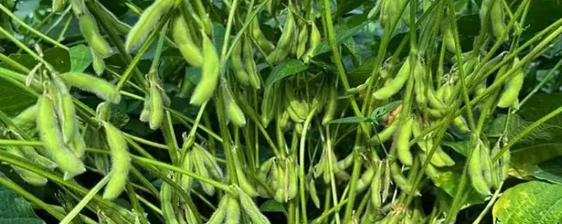 长农26大豆简介，适播期为4月底至5月初