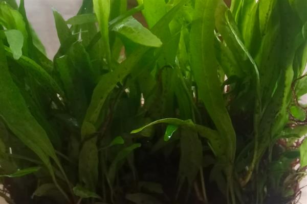 锦鲤缸长绿苔是不是好事，可增加观赏性但会占据锦鲤的生活空间
