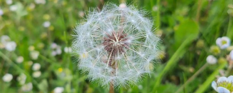 哪些植物与蒲公英相似，常见苦苣菜、黄鹌菜等品种