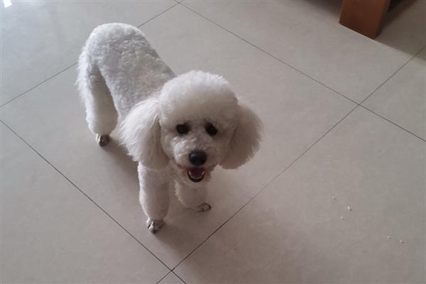 适合陪伴老人的宠物，推荐贵宾犬、马尔济斯犬等
