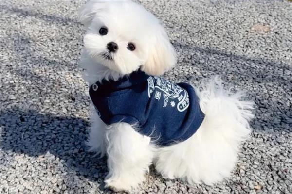 适合陪伴老人的宠物，推荐贵宾犬、马尔济斯犬等