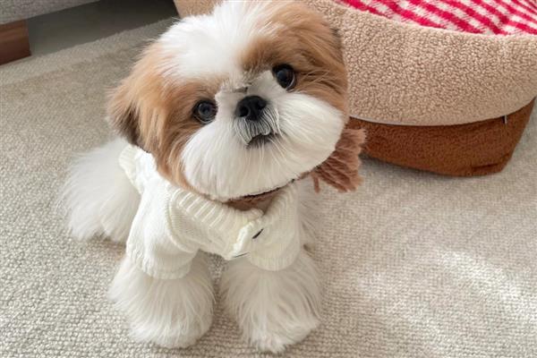 适合陪伴老人的宠物，推荐贵宾犬、马尔济斯犬等
