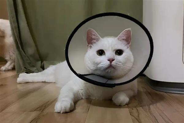 适合陪伴老人的宠物，推荐贵宾犬、马尔济斯犬等