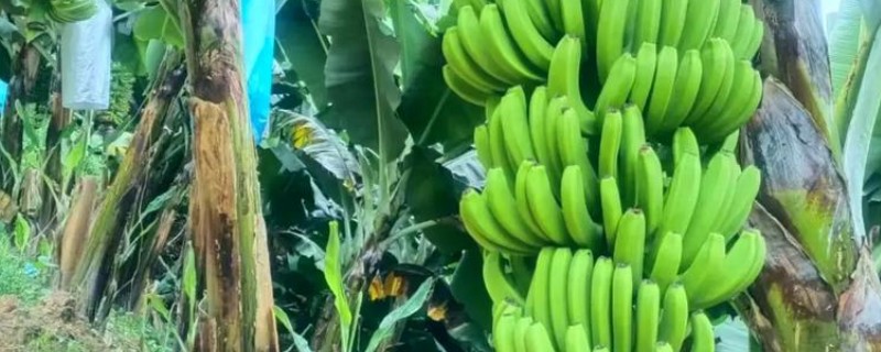 香蕉的种植管理技术，幼苗长到6-7片真叶时可移栽