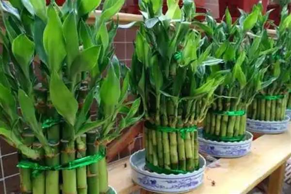 节节高主干发黄怎么处理，需及时修剪