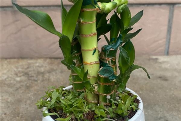 节节高主干发黄怎么处理，需及时修剪