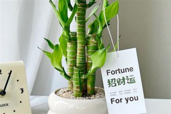 节节高主干发黄怎么处理，需及时修剪