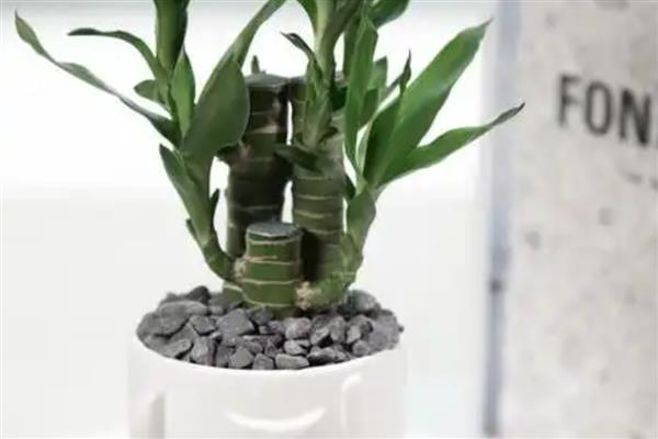 节节高主干发黄怎么处理，需及时修剪