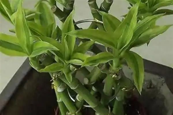 节节高主干发黄怎么处理，需及时修剪