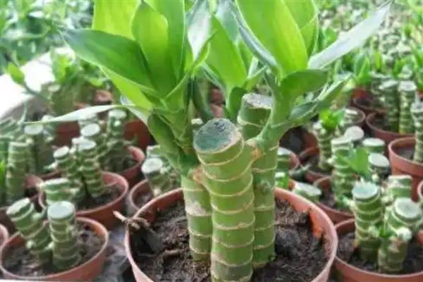 节节高主干发黄怎么处理，需及时修剪