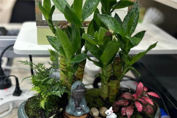 节节高主干发黄怎么处理，需及时修剪