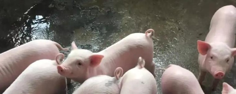 小猪胀气怎么治疗，用石蜡油加温水灌服一次