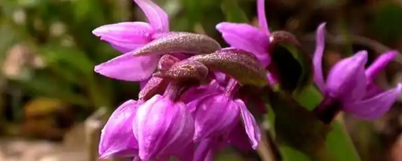 宽叶兰花属于哪种品种，是宽叶红门兰
