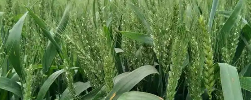 小麦播种后几天可以压，播种1-2天压地最好